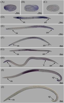 Regulatory roles of Bxy-laf-1 in reproductive behaviour of Bursaphelenchus xylophilus